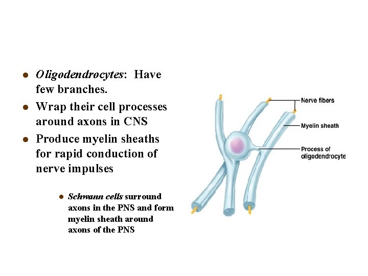 l l l Oligodendrocytes: Have few branches. Wrap their cell processes around axons in