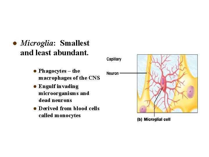 l Microglia: Smallest and least abundant. l l l Phagocytes – the macrophages of