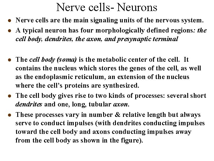 Nerve cells- Neurons l l l Nerve cells are the main signaling units of