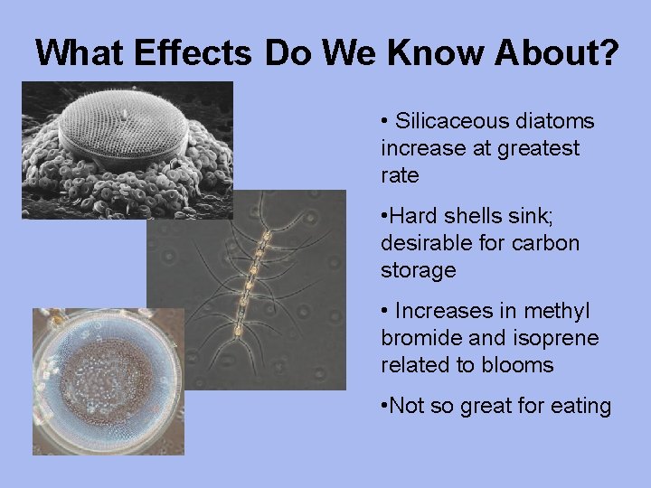 What Effects Do We Know About? • Silicaceous diatoms increase at greatest rate •