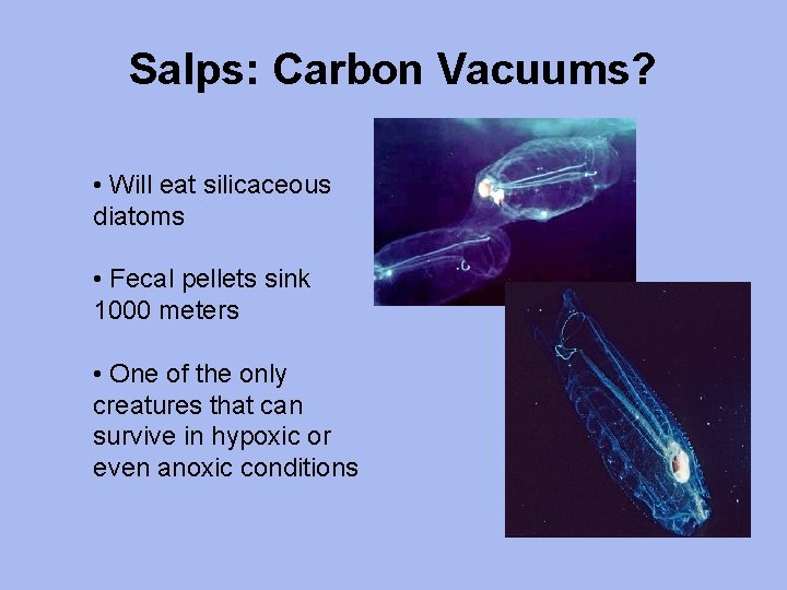 Salps: Carbon Vacuums? • Will eat silicaceous diatoms • Fecal pellets sink 1000 meters