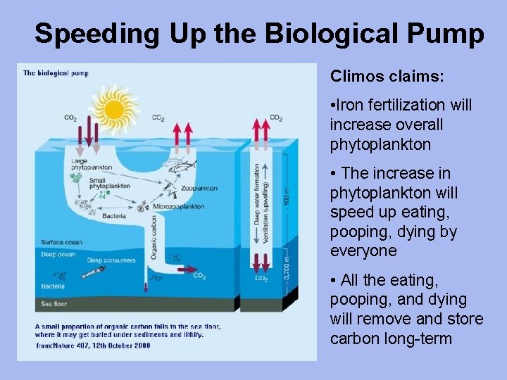 Speeding Up the Biological Pump Climos claims: • Iron fertilization will increase overall phytoplankton