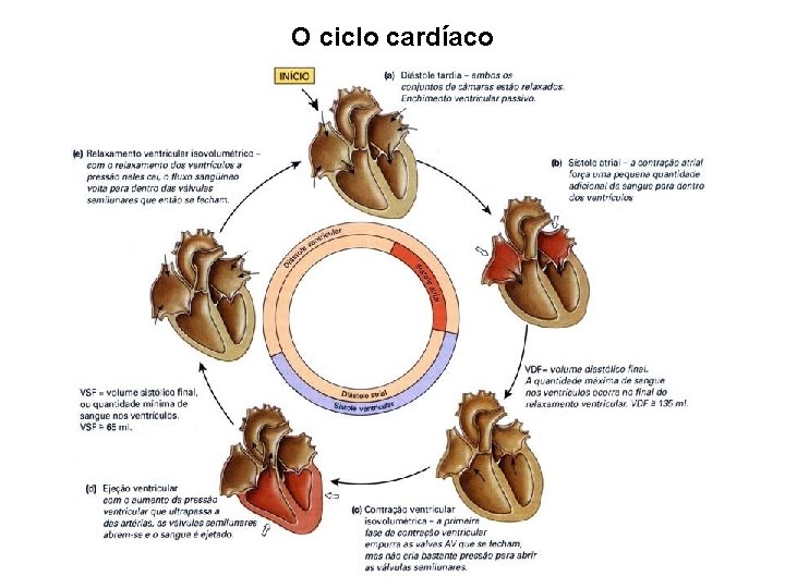 O ciclo cardíaco 