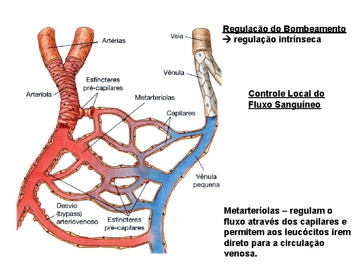 Regulação do Bombeamento regulação intrínseca Controle Local do Fluxo Sanguíneo Metarteríolas – regulam o