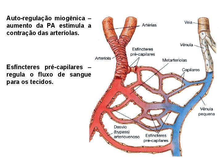 Auto-regulação miogênica – aumento da PA estimula a contração das arteríolas. Esfíncteres pré-capilares –