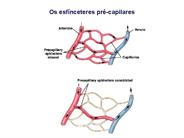 Os esfínceteres pré-capilares 