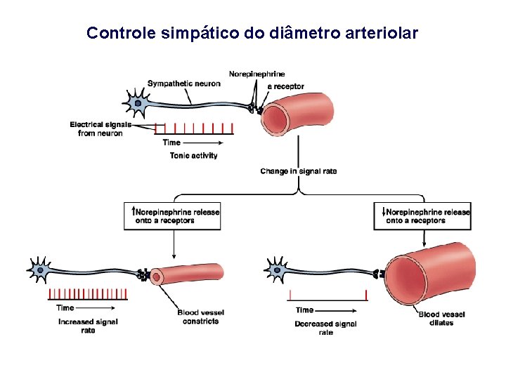 Controle simpático do diâmetro arteriolar 