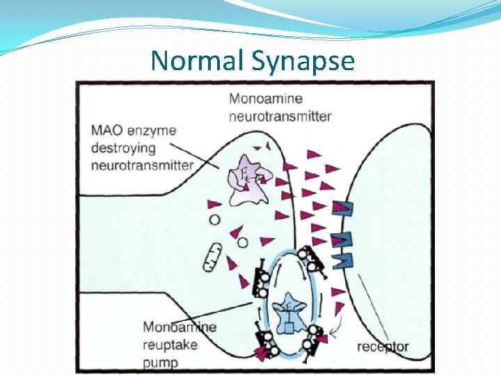 Normal Synapse 