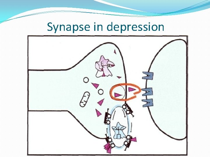 Synapse in depression 