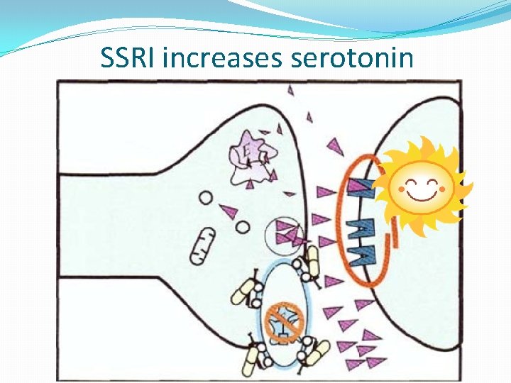 SSRI increases serotonin 5 HT 1 a 