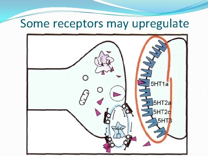 Some receptors may upregulate 