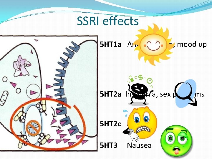 SSRI effects 5 HT 1 a Anxiety down, mood up 5 HT 2 a