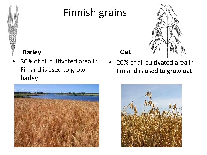 Finnish grains Barley • 30% of all cultivated area in Finland is used to