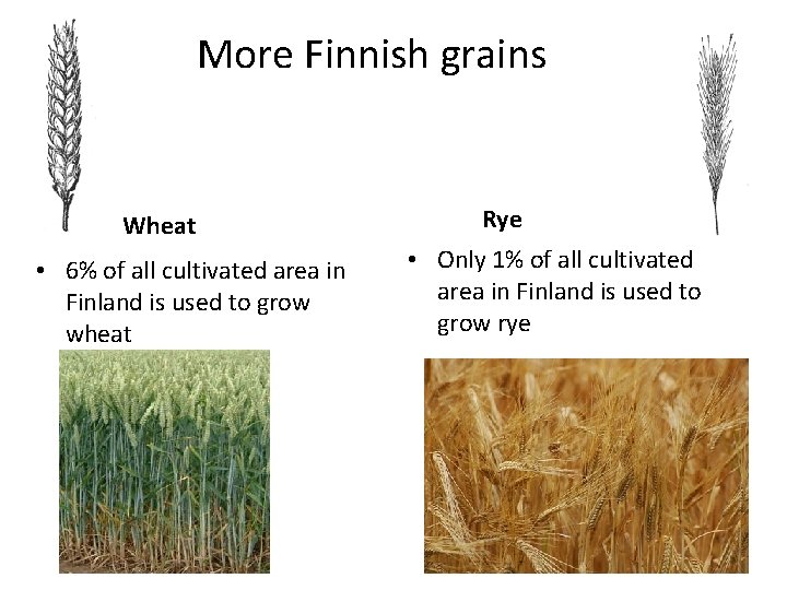 More Finnish grains Wheat • 6% of all cultivated area in Finland is used