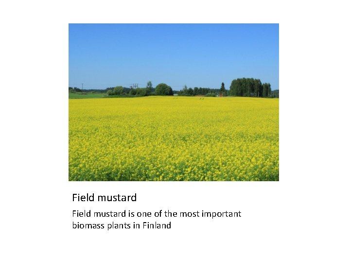Field mustard is one of the most important biomass plants in Finland 