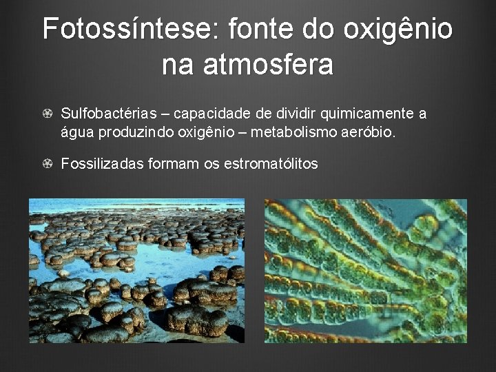 Fotossíntese: fonte do oxigênio na atmosfera Sulfobactérias – capacidade de dividir quimicamente a água