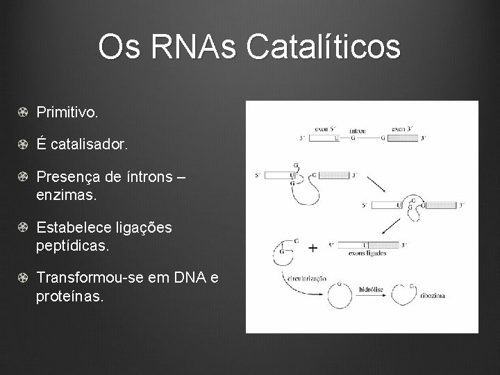 Os RNAs Catalíticos Primitivo. É catalisador. Presença de íntrons – enzimas. Estabelece ligações peptídicas.