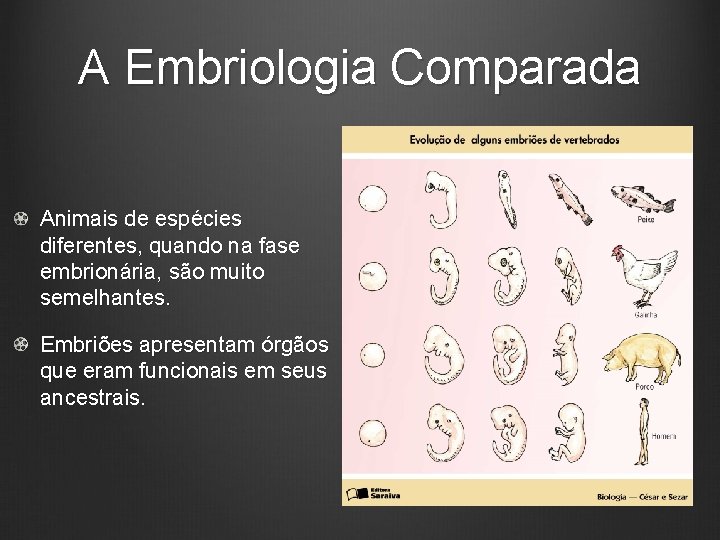 A Embriologia Comparada Animais de espécies diferentes, quando na fase embrionária, são muito semelhantes.