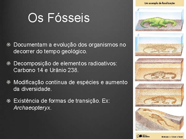 Os Fósseis Documentam a evolução dos organismos no decorrer do tempo geológico. Decomposição de