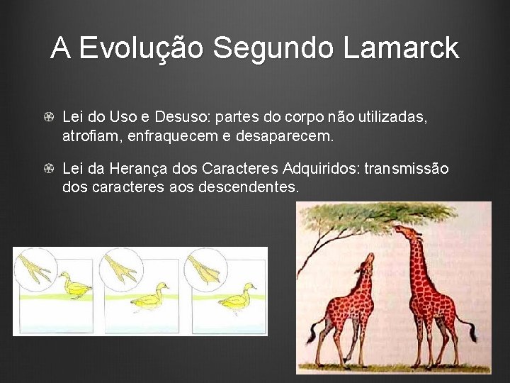 A Evolução Segundo Lamarck Lei do Uso e Desuso: partes do corpo não utilizadas,