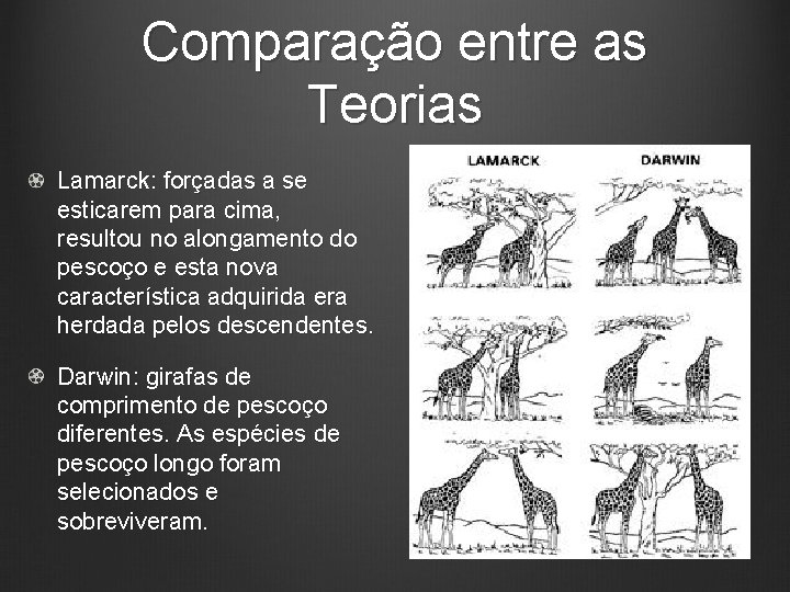 Comparação entre as Teorias Lamarck: forçadas a se esticarem para cima, resultou no alongamento