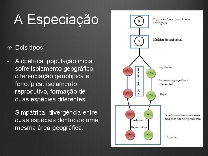 A Especiação Dois tipos: - Alopátrica: população inicial sofre isolamento geográfico, diferenciação genotípica e