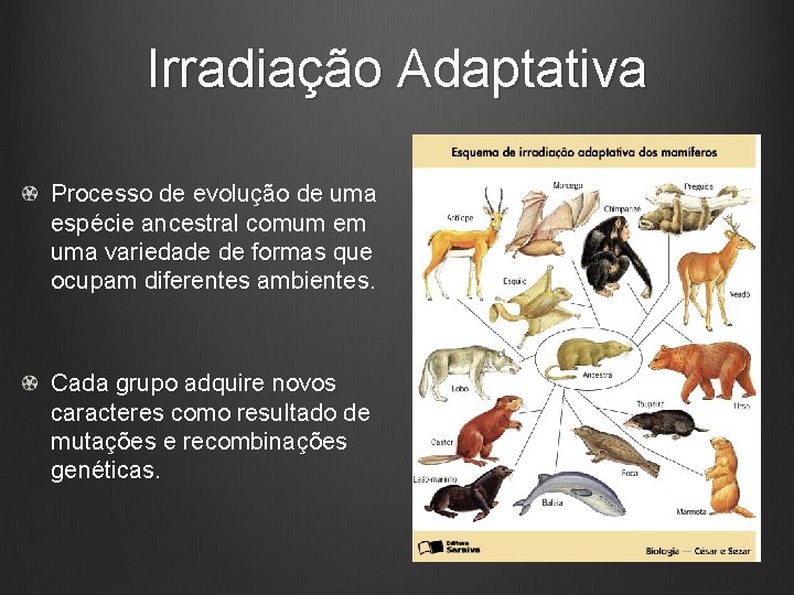 Irradiação Adaptativa Processo de evolução de uma espécie ancestral comum em uma variedade de