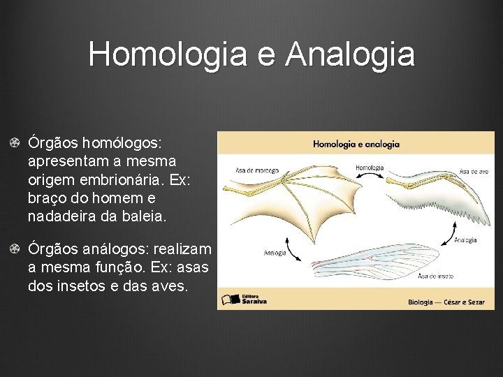 Homologia e Analogia Órgãos homólogos: apresentam a mesma origem embrionária. Ex: braço do homem
