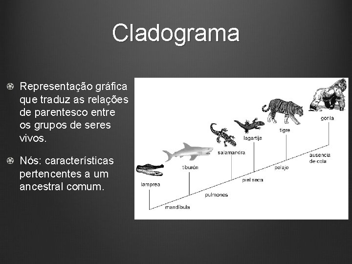 Cladograma Representação gráfica que traduz as relações de parentesco entre os grupos de seres