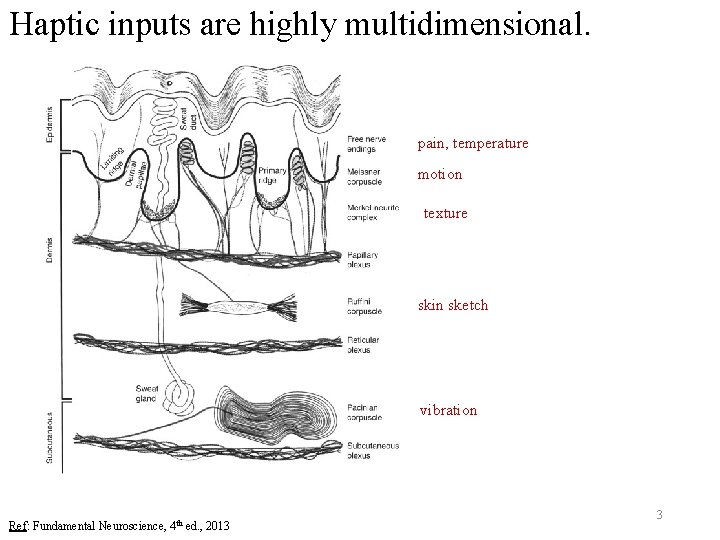 Haptic inputs are highly multidimensional. pain, temperature motion texture skin sketch vibration Ref: Fundamental