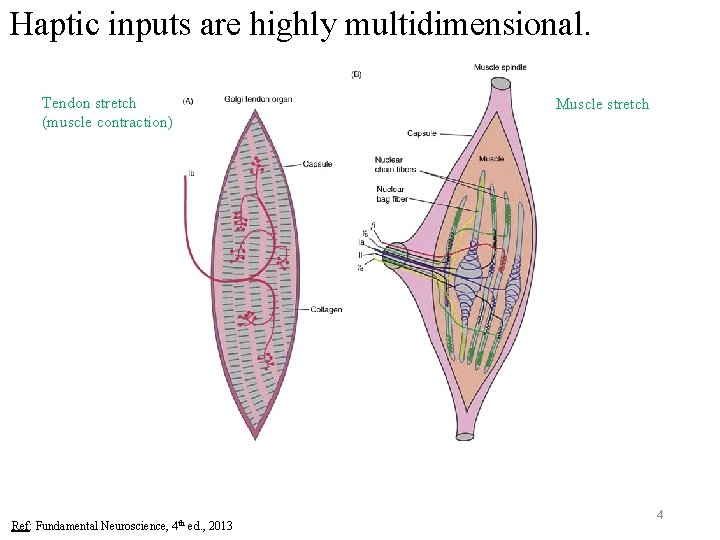 Haptic inputs are highly multidimensional. Tendon stretch (muscle contraction) Ref: Fundamental Neuroscience, 4 th