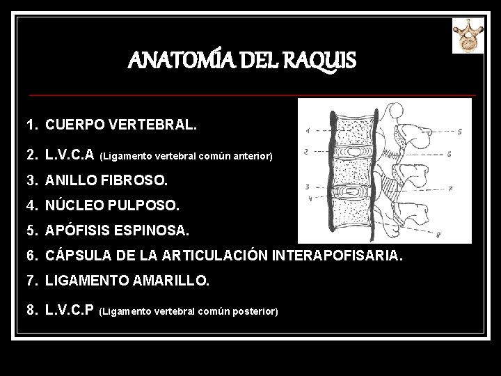 ANATOMÍA DEL RAQUIS 1. CUERPO VERTEBRAL. 2. L. V. C. A (Ligamento vertebral común