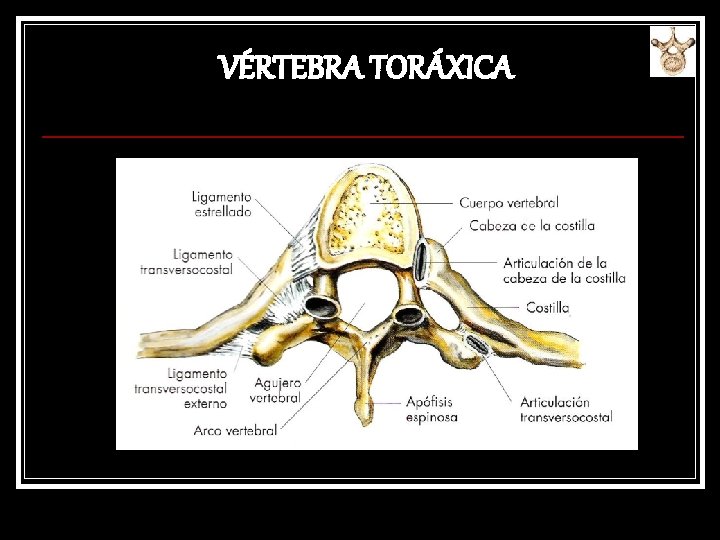 VÉRTEBRA TORÁXICA 