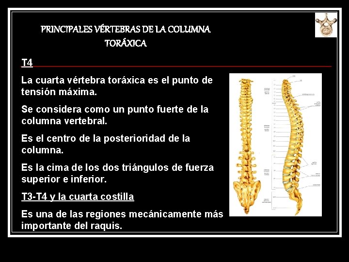 PRINCIPALES VÉRTEBRAS DE LA COLUMNA TORÁXICA T 4 La cuarta vértebra toráxica es el