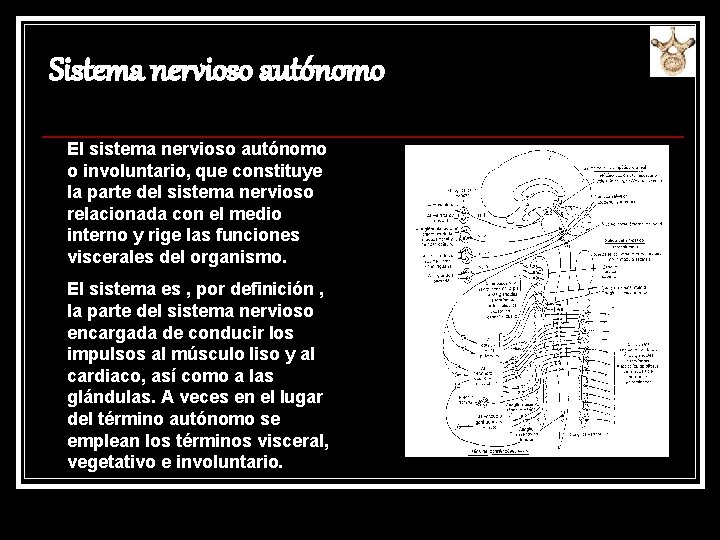 Sistema nervioso autónomo El sistema nervioso autónomo o involuntario, que constituye la parte del