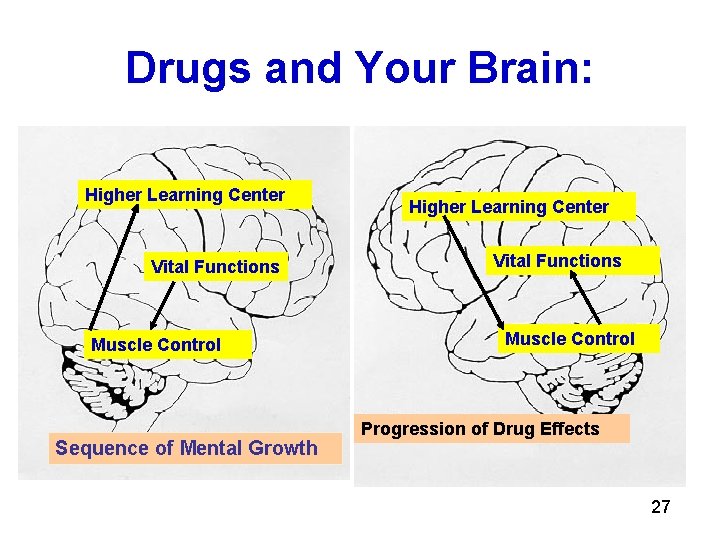Drugs and Your Brain: Higher Learning Center Vital Functions Muscle Control Sequence of Mental