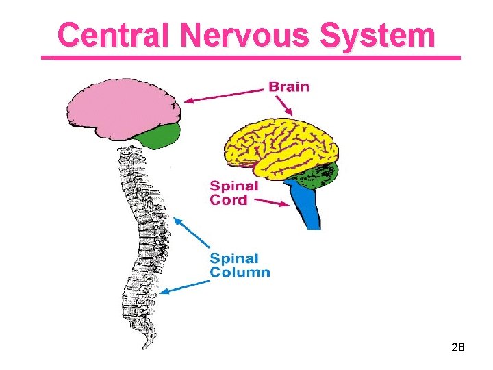 Central Nervous System 28 