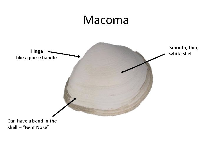 Macoma Hinge like a purse handle Can have a bend in the shell –