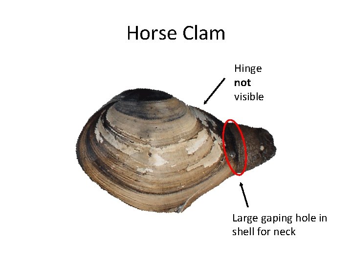 Horse Clam Hinge not visible Large gaping hole in shell for neck 