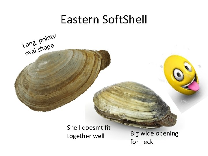 Eastern Soft. Shell ty n i o , p g n o L pe