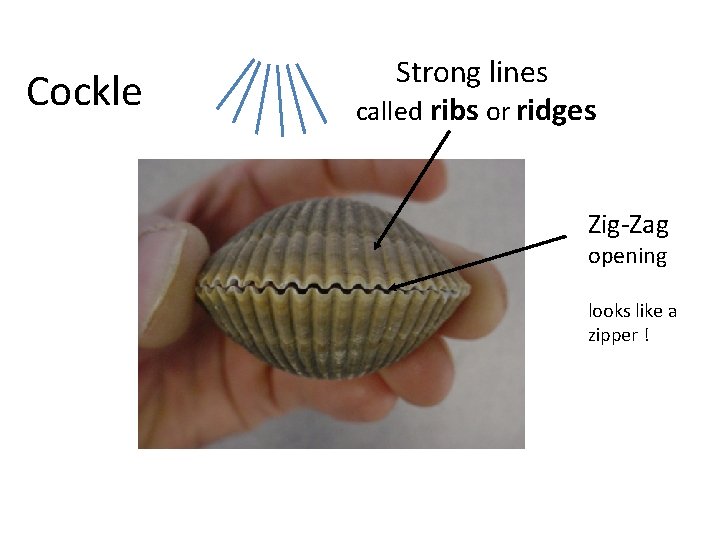 Cockle Strong lines called ribs or ridges Zig-Zag opening looks like a zipper !
