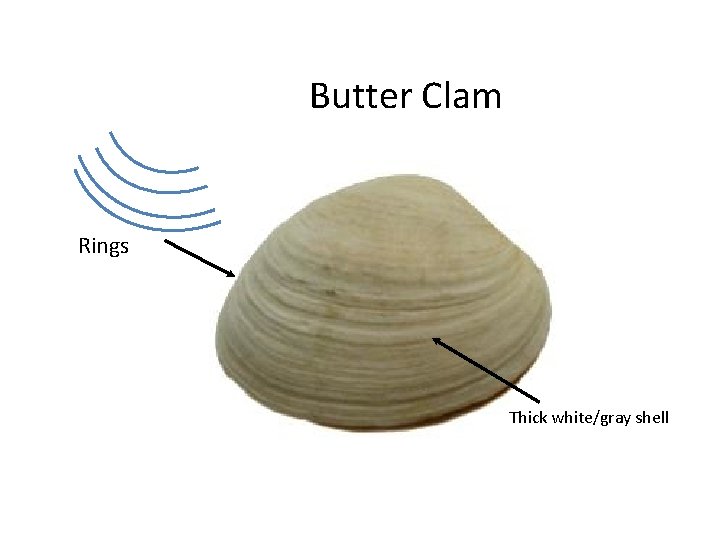 Butter Clam Rings Thick white/gray shell 