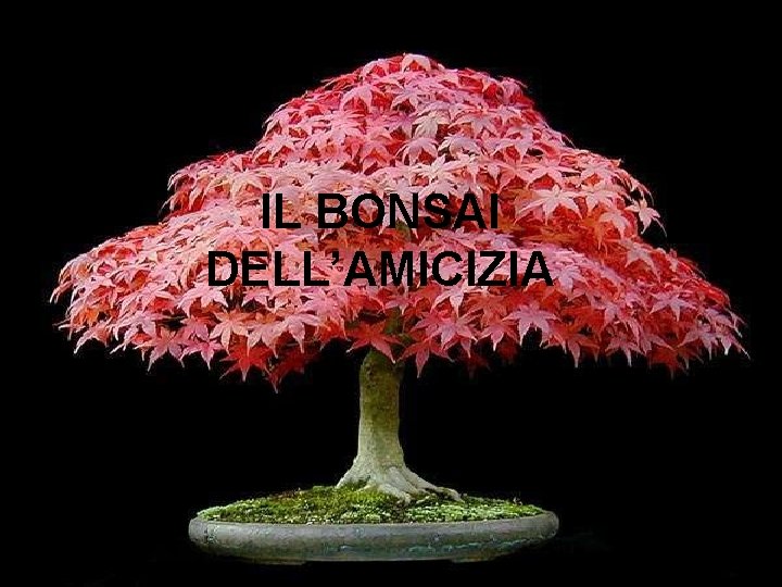 IL BONSAI DELL’AMICIZIA 