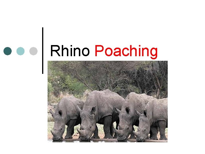 Rhino Poaching 