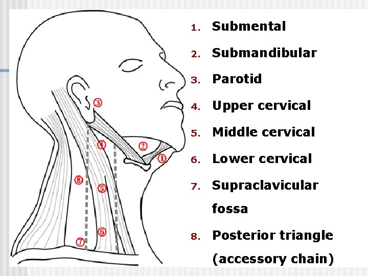 1. Submental 2. Submandibular 3. Parotid 4. Upper cervical 5. Middle cervical 6. Lower