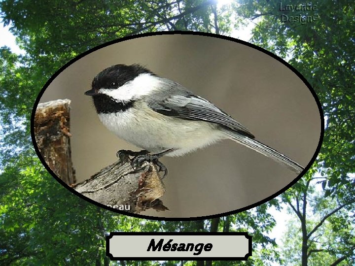 Mésange 