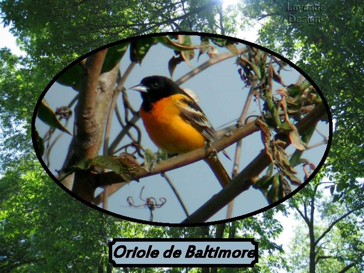 Oriole de Baltimore 