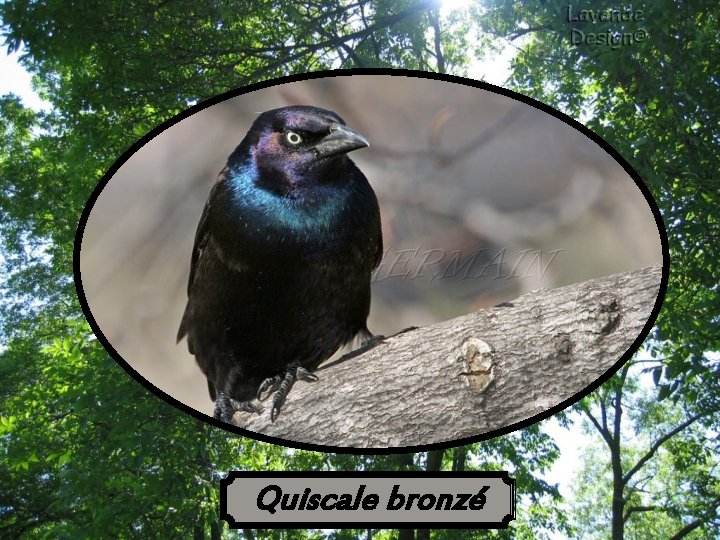 Quiscale bronzé 