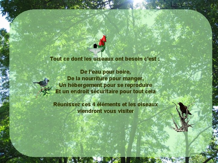  Tout ce dont les oiseaux ont besoin c'est : De l’eau pour boire,