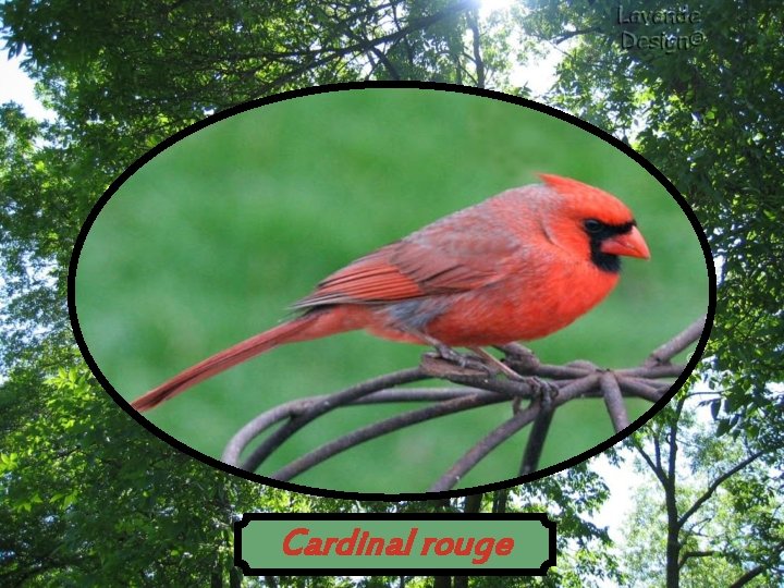 Cardinal rouge 